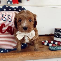 Rocky - Red male Cavapoo puppy in Mesa, Arizona from Pedersendoodles