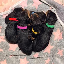 Mr Green - Black and tan male Airedale Terrier puppy in Mooresville, North Carolina from Farm 55
