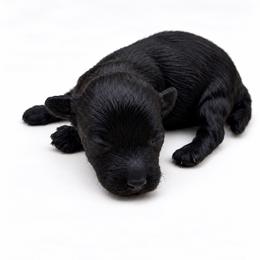 Lixira's Armani - Black male Poodle puppy in Sumter, South Carolina from Lixira Poodles LLC