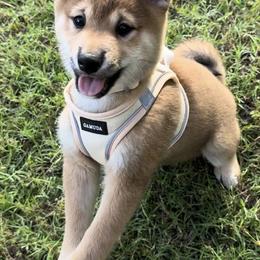 Jime - Red male Shiba Inu puppy in Derby, Kansas from Heart’s Desire Shiba Inus