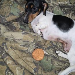 Bessie - Dachshund