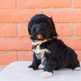 Aussiedoodle and Goldendoodle Puppies from Ever After Doodles Arizona