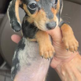 Bluey - Dapple female Dachshund puppy in Poplarville, Mississippi from Sarah’s Darling Dachshunds