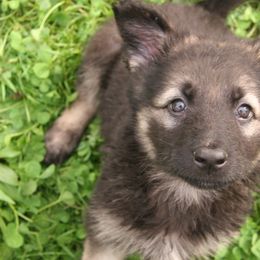 Shiloh Shepherd Puppies from Solace Shilohs