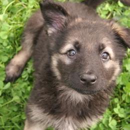 Shiloh Shepherd Puppies from Solace Shilohs