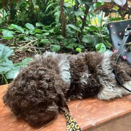 Lagotto Romagnolo Puppies from Anna’s Lagottos