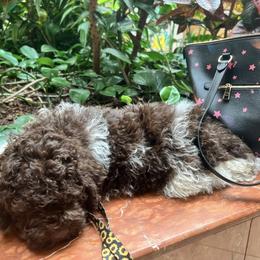 Lagotto Romagnolo Puppies from Anna’s Lagottos