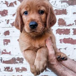 Scout - light blue - Dark golden male Golden Retriever puppy in Greeneville, Tennessee from Cultivate Farm