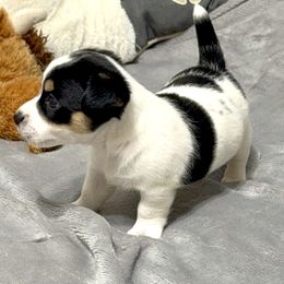 Bandit - Tri-color male Jack Russell Terrier puppy in Cleburne, Texas from Jordan's Shorty Jacks