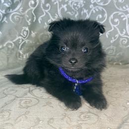 Miny - Black male Pomeranian puppy in Lexington, Oklahoma from BooneDox Miniature Dachshunds