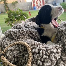 Assorted Doodle Crosses Puppies from Aussie Mountain Doodles