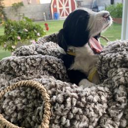 Assorted Doodle Crosses Puppies from Aussie Mountain Doodles