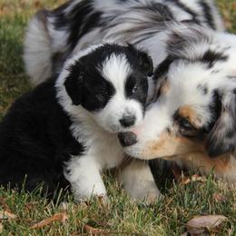 Australian Shepherd Puppies from Big Sky Aussies