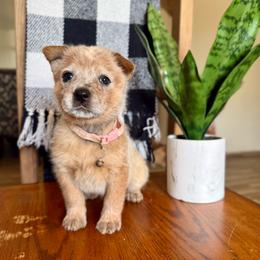 Ms Pretty (AKC) - Red mottled female Australian Cattle Dog puppy in Sahuarita, Arizona from A2 Australian Cattle Dogs
