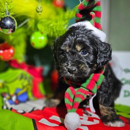 Dasher - Black tri-color male Aussiedoodle puppy in Indiahoma, Oklahoma from Phamily Doodles