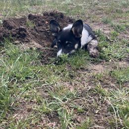 Pembroke Welsh Corgi Puppies from Maria's Pembroke Welsh Corgis