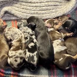 Dachshund puppies from Kingdom Mini Dashchunds