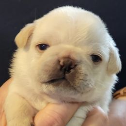 Pug Puppies from Paschey Pug Puppies