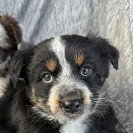 Wynter - Black tri-color female Australian Shepherd puppy in Quaker City, Ohio from Wagon Wheel Aussies and Corgi’s