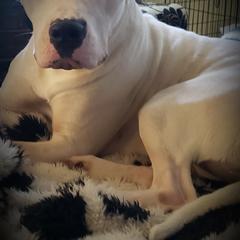 Dogo Argentino Puppies from Amy Collins