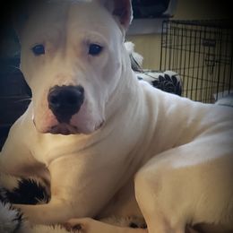 Dogo Argentino Puppies from Amy Collins