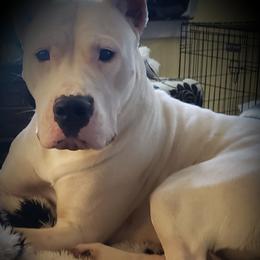 Dogo Argentino Puppies from Amy Collins