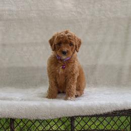 Bernedoodle and Goldendoodle Puppies from Delta Doodles and Poodles