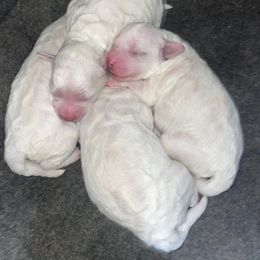Baby boy - White male Bichon Frise puppy in Wilmington, North Carolina from Cape Fear Bichons