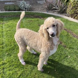 Sapphire - Poodle