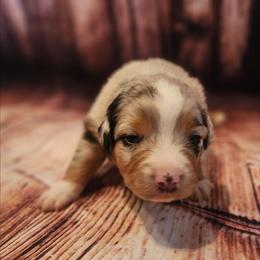 Linus - Blue merle male Miniature Australian Shepherd puppy in Macomb, Missouri from Faunus Farms and Aussies