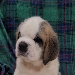 Juniper - White and red female Saint Bernard puppy in Brandon, South Dakota from Split Rock Saints