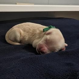 Golden Retriever Puppies from Goldens of Heritage Oaks