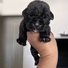Pink - Black female Boerboel puppy in Fontana, California from Sterling Built Boerboels