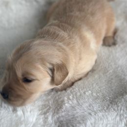 Golden Retriever Puppies from Chevaline Goldens
