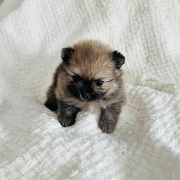 Elton - Orange male Pomeranian puppy in Lyons, Georgia from Its a Poms Life Kennel