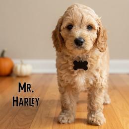 Mr. Harley - Apricot male Cavapoo puppy in Sacramento, California from Dandy Doodles Goldendoodles