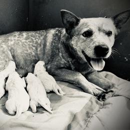 Australian Cattle Dog puppies from Macushla Kennel