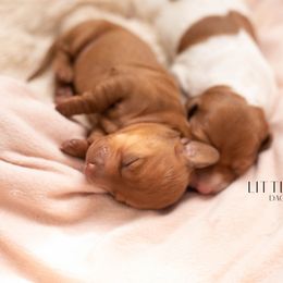Dachshund Puppies from Little Paws Dachshunds
