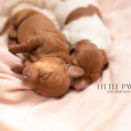 Dachshund Puppies from Little Paws Dachshunds