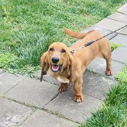 Basset Hounds from KP Kennels