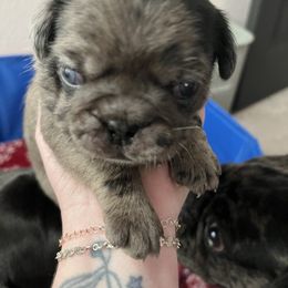 Pug Puppies from Love Pugs