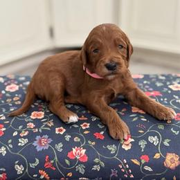 Pinkie Pie- Lt.Pink - Red  female Goldendoodle puppy in Bay City, Texas from Charming Doods Goldendoodles