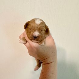 Taurean - Apricot male Cavapoo puppy in Eatonton, Georgia from TNT Puppies