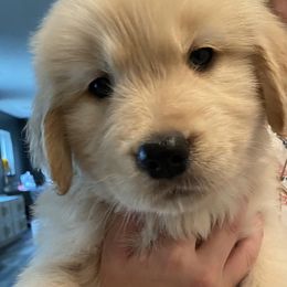 Golden Retriever Puppies from Golden Paws Family