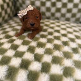 Charm - Red female Cavapoo puppy in Queen Creek, Arizona from Sunny Doodles