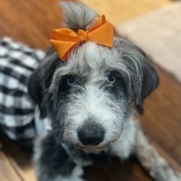 Sky - Aussiedoodle