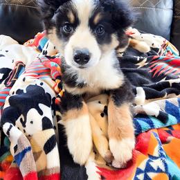 Sierra - Black tri female Miniature American Shepherd puppy in Shreveport   Bossier, Louisiana from Jem Miniature American Shepherds