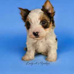 Yorkshire Terrier Puppies from Lady A's Yorkies
