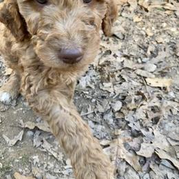 Goldendoodle Puppies from Golden Paws Farm