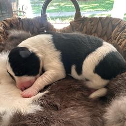 B and W Girl 2 - Black and white female Border Collie puppy in Jonesboro, Arkansas from Hampton Border Collies